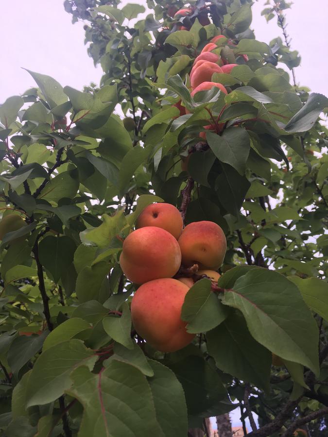 Agriturismo Ruralia Santa Domenica  Dış mekan fotoğraf
